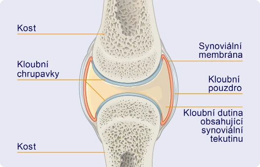 Kloub s popisem jednotlivých částí: kost, kloubní chrupavky, synoviální membrána, kloubní pouzdro a kloubní dutina obsahující synoviální tekutinu.